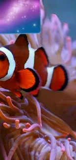 Clownfish swimming among pink coral underwater.