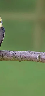 Vibrant cockatiels perched on a branch with a green background.