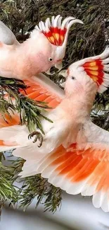 Two vibrant cockatoos flying through lush green branches.