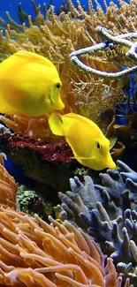 Vibrant coral reef with yellow fish and colorful marine life.