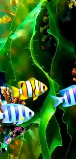 Colorful coral reef with tropical fish swimming.