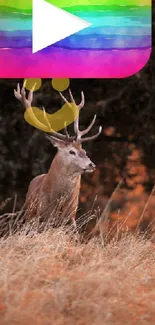 Deer in a field with a colorful play button above.