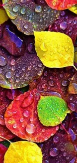 Colorful dewy autumn leaves mobile wallpaper filled with vibrant colors.