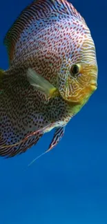 A colorful discus fish swimming with a cobalt blue background.