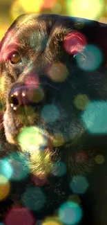 Dog with colorful bokeh lights, creating a vibrant and abstract wallpaper.