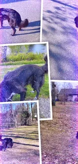 Vibrant dog collage with purple glow in nature.