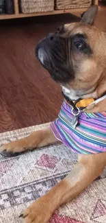 Cute dog in colorful striped outfit on a patterned rug.