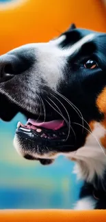 Vibrant close-up of a joyful dog's face on a colorful background.