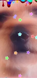 A dog's face with colorful stars overlay on wallpaper.