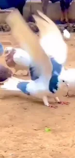 Doves gracefully taking flight on sandy terrain with other birds around.