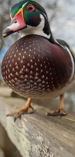 Colorful duck perched on a wooden fence in nature.