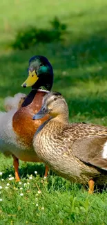 A pair of colorful ducks in lush greenery setting as wallpaper.