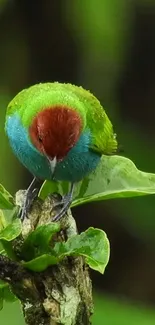 Colorful exotic bird on green leaf in nature wallpaper.