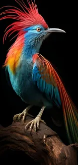 Vibrant exotic bird with red, blue, and orange feathers on a dark backdrop.