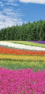 Colorful flower field under blue sky wallpaper.