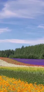 Vibrant flower field under a clear blue sky.