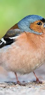 A vibrant finch bird perched on a natural background.