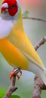 Vibrant yellow and red finch bird on branch wallpaper.