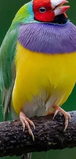 Colorful Gouldian finch perched on a branch with vivid plumage.