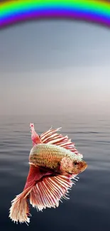 Vibrant Betta fish beneath a rainbow on a calm sea.