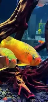 Vibrant orange fish in a colorful aquarium setting with natural elements.