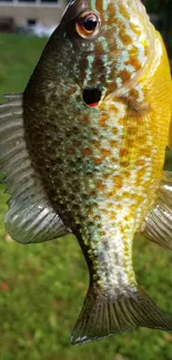 Brightly colored fish in natural setting.