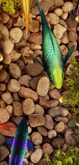 Colorful fish swimming over pebbles with green plants.