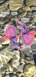 Two colorful fish swim over light pebbles.