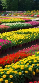 Vibrant rows of colorful flowers in a lush garden.