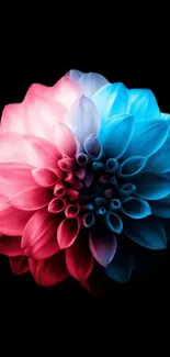 Vibrant dahlia in red and blue against a black background.