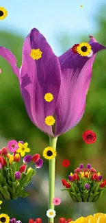 Vibrant purple tulip with colorful blooms surrounding it on a mobile wallpaper.