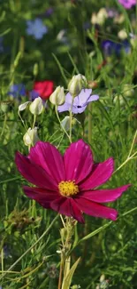 Colorful flowers with pink cosmos in lush green setting.