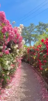 Floral pathway with vibrant pink and red flowers under a clear blue sky.