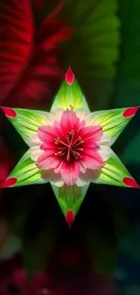 Vibrant floral star design with red and green leaves on a smartphone wallpaper.