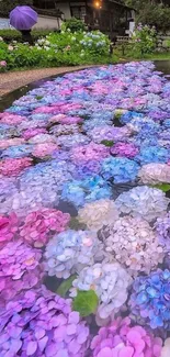 Colorful hydrangeas floating on water in a garden setting.