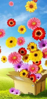 Colorful flowers emerging from a box with blue sky and green field in background.