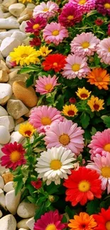 A vibrant array of colorful flowers along a stone path, ideal for nature wallpaper.