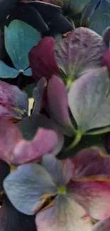 Vibrant hydrangea petals in purples and blues.