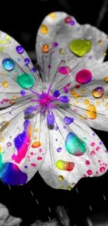 A black and white flower with colorful splashes.