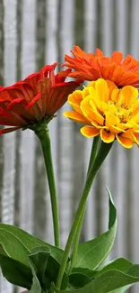 Three vibrant flowers with green leaves against a rustic background.