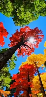 Vibrant forest canopy with colorful leaves and blue sky.