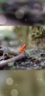 Vibrant red-orange frog in a forest setting with soft light effects on a wallpaper.