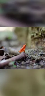 Orange frog resting on forest ground amidst foliage.