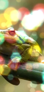 A vibrant tree frog sits on bamboo with a bokeh effect in the background.