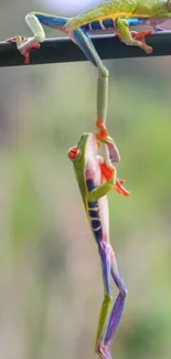 Two colorful frogs balancing on a branch in a nature-themed mobile wallpaper.