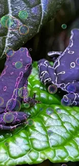 Colorful frogs resting on green leaves in nature.