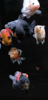 Vibrant goldfish swim gracefully against a dark background.