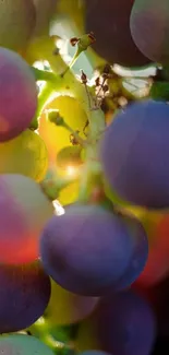 Close-up of vibrant grapes on the vine with sunlight filtering through.