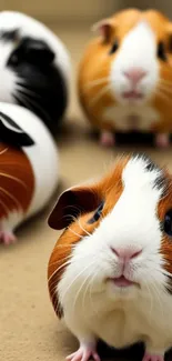 Vibrant guinea pig group on beige background.