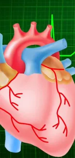 Illustrated wallpaper of the human heart with arteries and a green background.